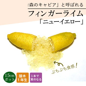 tBK[C c j[CG[ 15cm k kc ƌ ږ LrAC tBK[CWp 1Nc 