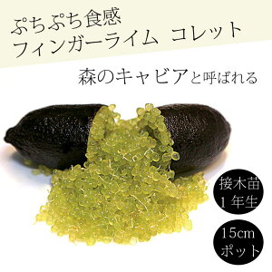 tBK[C c Rbg 15cm k kc ƌ ږ LrAC tBK[CWp 1Nc 