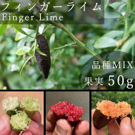 フィンガーライム 果実販売 おまかせ 品種MIX 50g 柑橘 キャビアライム フィンガーライムジャパン 産地直…