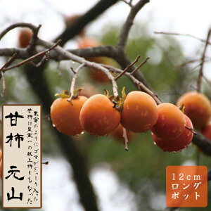 Ê` c Ri񂴂j  ʎ c ږ c 12cmO|bg sSÊ`   `