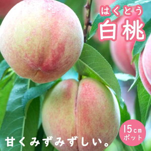 �� �c ���� ( �͂��Ƃ� ) �ԓ� �c�� 15cm�|�b�g 1�N�� �ږ� �ʎ� �c �󕲎��K�v �������� ���� ���� ���c �K�[�f�j���O ���|