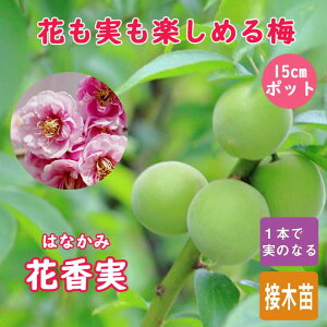 ~ c ԍ ( ͂Ȃ ) ~ ږ 15cm|bg ume  E ʎ ʎc ʎ ~ ~ c A 