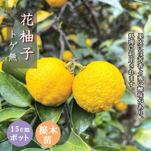 䂸 c ԗMq 15cm|bg gQ ƂȂ ˗Mq Mqږ kc k ƌ K[fjO | 