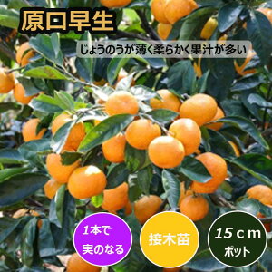 ݂ c  15cm|bg ږ c o^i ƌ  B ~J k ʎ | ƒ؉ K[fjO 