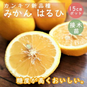 ݂ c ͂ 15cm|bg ~J  kc ږ c Â ς Vi