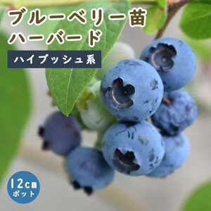 u[x[ c nCubVn n[o[h 12cm|bg ʎ ʎ