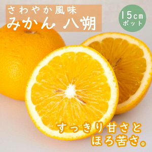݂ c  ( ͂ ) c kc 15cm|bg ږ ƌ  nbTN ~J 