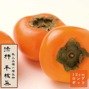 a` c jiЂ炽˂Ȃj ʎ c ږ c 12cmO|bg 햳  ƒ͔| JL  `