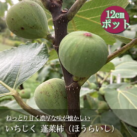 イチジク いちじく 蓬莱柿 ほうらいし 日本いちじく 白いちじく 12cmポット 果樹 苗 くだもの 果物 夏果 秋果