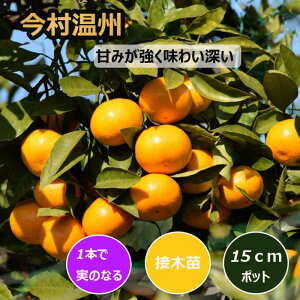 みかん 苗木 今村温州 15cmポット 接木 苗 登録品種 自家結実性 晩生 温州 ミカン 柑橘 果樹 園芸 家庭菜園 ガーデニング 送料無料