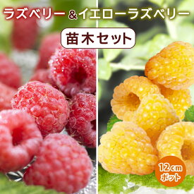 楽天市場 ラズベリー 苗の通販