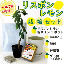 楽天市場】レモン 苗 4年の通販