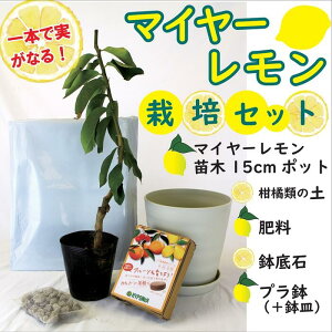  ͔| Zbg y}C[ ږ c 1{ { k  y{ 엿 {  { v { M z k kc lemon  lG