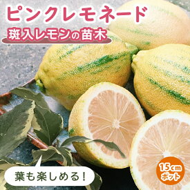 楽天市場 ピンクレモネード レモン 苗の通販