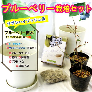 種 ブルーベリー 苗木の人気商品 通販 価格比較 価格 Com 種 ブルーベリー 苗木の人気商品 通販 価格比較 価格 Com