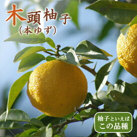 楽天市場 本ゆず 苗 5年の通販