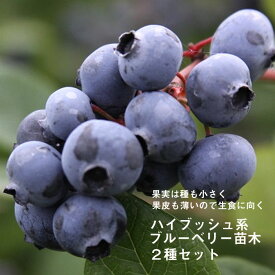 楽天市場 ブルーベリー 二個セット苗の通販
