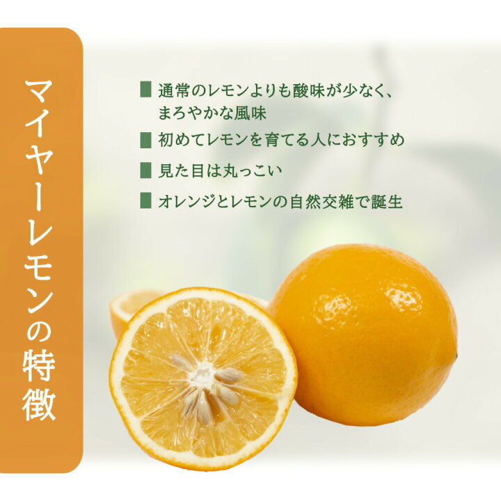 楽天市場】レモン 栽培 セット 【マイヤーレモン 接木 苗木 1本 ＋ 