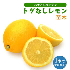 楽天市場 トゲなし リスボンの通販