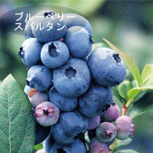 �u���[�x���[ �c�� ��� �嗱 �n�C�u�b�V���n �X�p���^�� 12cm�|�b�g �ʎ� ���ʎ� berry ���| �K�[�f�j���O �͔| �ƒ�͔|