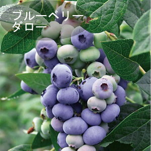 u[x[ c  嗱 nCubVn _[ 12cm|bg ʎ ʎ berry | K[fjO ͔| ƒ͔|