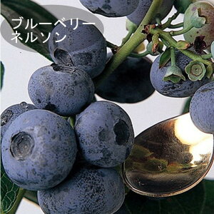 u[x[ c  嗱 nCubVn l\ 12cm|bg ʎ ʎ berry | K[fjO ͔| ƒ͔|