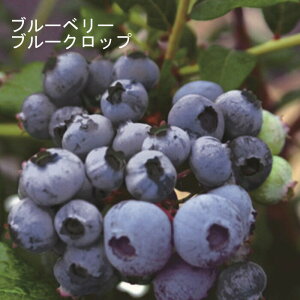 ブルーベリー 苗木 ハイブッシュ系 ブルークロップ 12cmポット 果樹 小果樹 berry 園芸 ガーデニング 栽培 家庭栽培