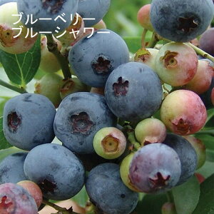 u[x[ c rbgACn u[V[ 12cm|bg ʎ ʎ berry | K[fjO ͔| ƒ͔|