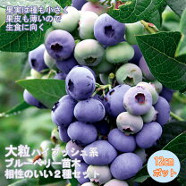 楽天市場】ブルーベリー 苗 セットの通販