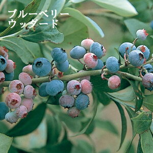 u[x[ c rbgACn Eb_[h 12cm|bg ʎ ʎ berry | K[fjO ͔| ƒ͔|