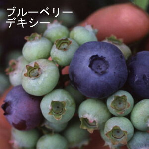 ブルーベリー 苗木 ハイブッシュ系 デキシー 12cmポット 果樹 小果樹 berry 園芸 ガーデニング 栽培 家庭栽培