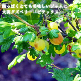 グズベリー 苗木 ビテックス 12cmポット 大実 ガーデニング 園芸 果樹