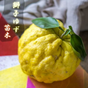 柚子 苗の人気商品 通販 価格比較 価格 Com