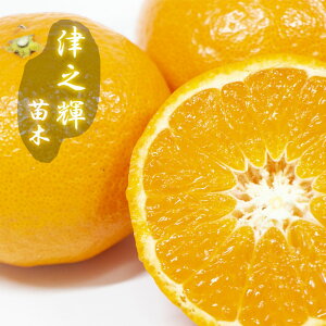 みかん 苗木 津之輝 15cmポット 接木 柑橘 柑橘苗 自家結実性 ガーデニング みかん 園芸 (登録品種)