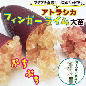 苗 フィンガーライムの人気商品 通販 価格比較 価格 Com 苗 フィンガーライムの人気商品 通販 価格比較 価格 Com