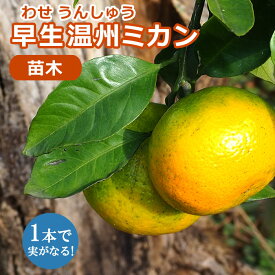 ミカン 苗木 温州みかん 早生 接木 柑橘 柑橘苗 自家結実性 15cmポット ガーデニング 園芸 送料無料 2年生苗