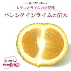 C c o^CC 15cm|bg ږ ƌ lime lemon  K[fjO | 
