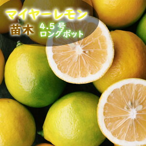 レモン 苗木 マイヤーレモン 4.5号ロングポット 接木 柑橘 柑橘苗 自家結実性 lemon 送料無料