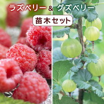 楽天市場】ラズベリー 苗の通販