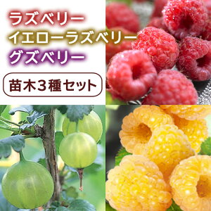 苗 ラズベリーの人気商品 通販 価格比較 価格 Com