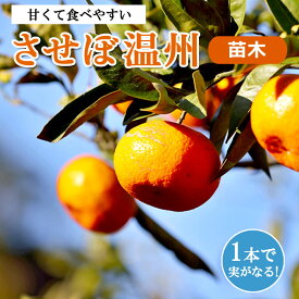 みかん 苗木 温州みかん させぼ 15cmポット 接木 柑橘 柑橘苗 自家結実性 ガーデニング 園芸 送料無料 させぼ温州 尾崎 orange ミカン 家庭菜園 2年生苗