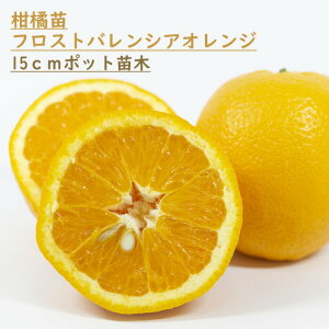 IW c tXgoVAIW 15cm|bg Citrus sinensis Valencia ~J ݂ ږ ƌ orange