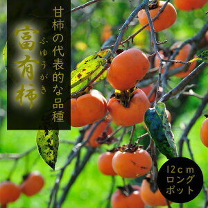 ` c xL` ( ӂ䂤 ) ʎ c ږؕc 12cmO|bg  ƒ͔| JL  tEKL