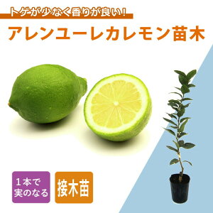  c A[J 15cm|bg ږ k kc ƌ gQZ lemon K[fjO | ƒ؉ SҌ 