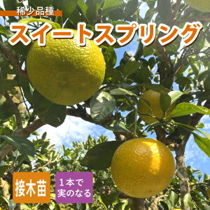 みかん 苗木 スイートスプリング 15cmポット 接木 柑橘 柑橘苗 雑柑 自家結実性 ガーデニング 園芸 家庭菜園 初心者向き 送料無料