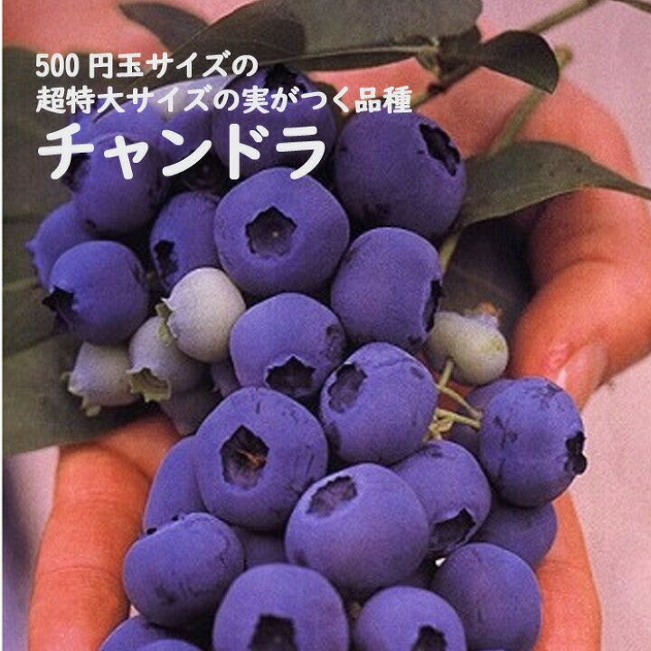 ブルーベリー の 土 酸性 ベリー 酸性土 Berry 約14リットル