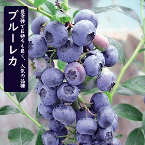 �u���[�x���[ �c�� ��� �嗱 �n�C�u�b�V���n �u���[���J 12cm�|�b�g �ʎ� ���ʎ� berry ���| �K�[�f�j���O �͔| �ƒ�͔|