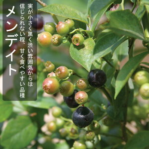 u[x[ c rbgACn fCg 12cm|bg ʎ ʎ berry | K[fjO ƒ͔|