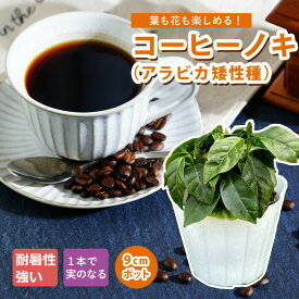 コーヒーノキ アラビカ矮性種 苗木 9cmポット 耐陰性 室内 ガーデニング 園芸 観葉植物 インテリア トロピカル 暑さに強い コーヒーの木 苗