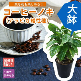 【予約・早割】コーヒーノキ 大苗 大鉢 アラビカ矮性種 苗木 15cmポット 送料無料 耐陰性 室内 ガーデニング 園芸 観葉植物 インテリア トロピカル 暑さに強い コーヒーの木 苗 5月中旬より順次発送